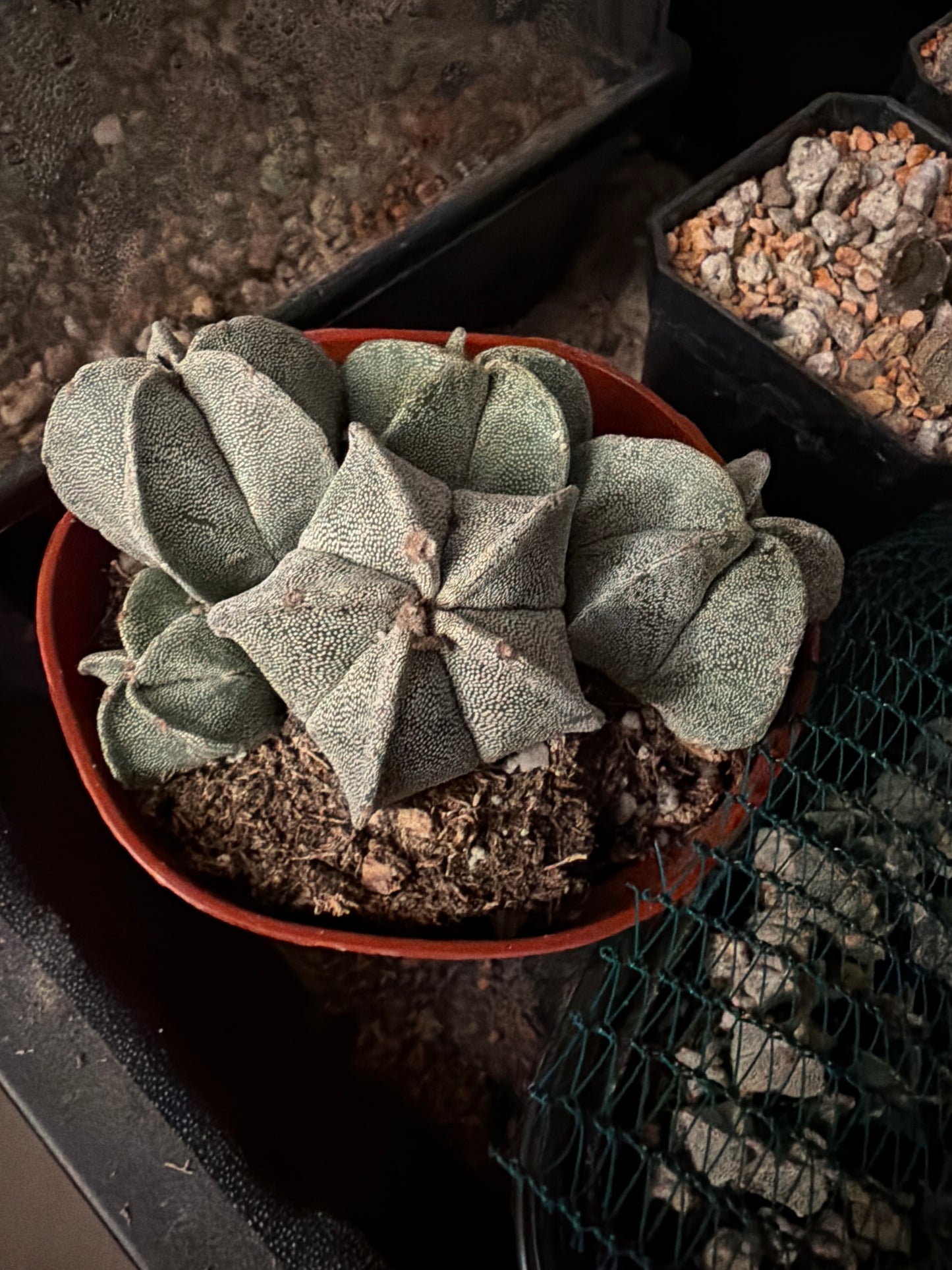 Astrophytum myriostigma bundle