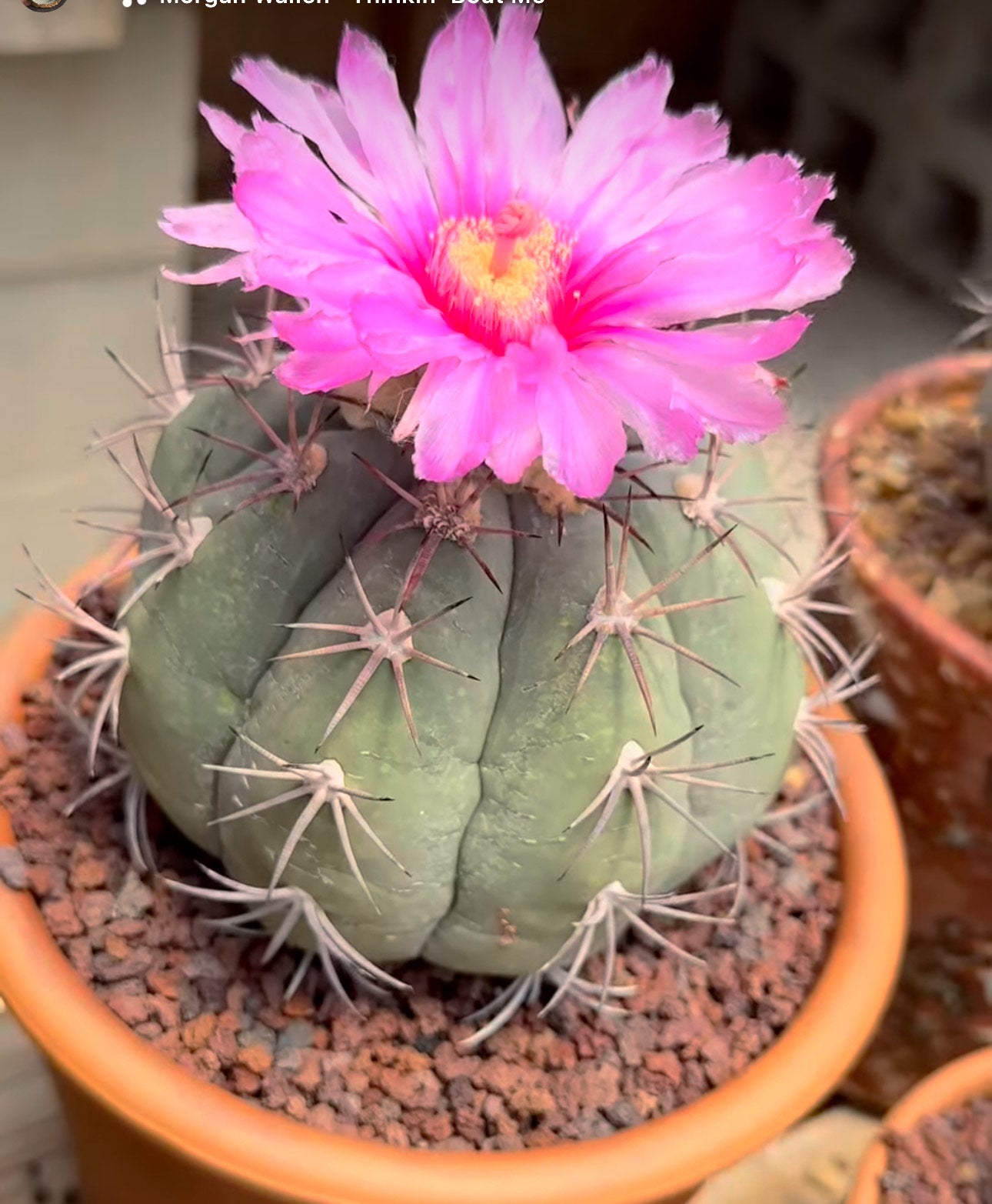 Thelocactus