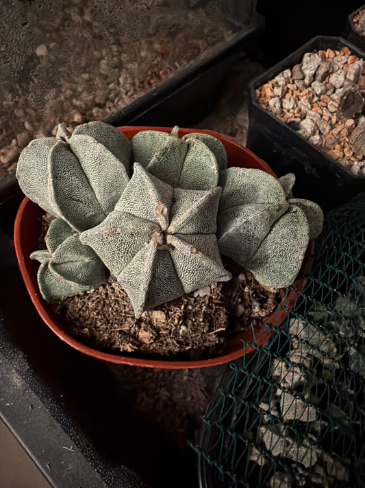 Astrophytum myriostigma bundle