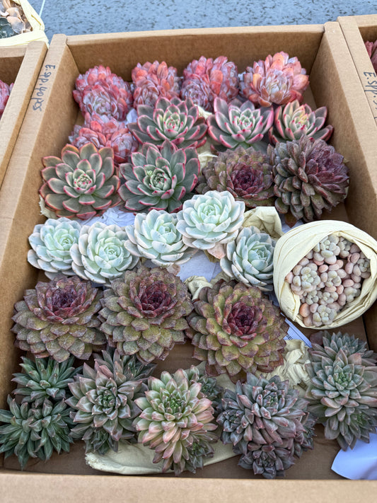 Echeveria