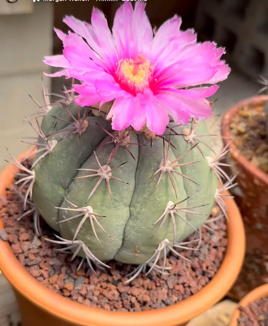 Thelocactus