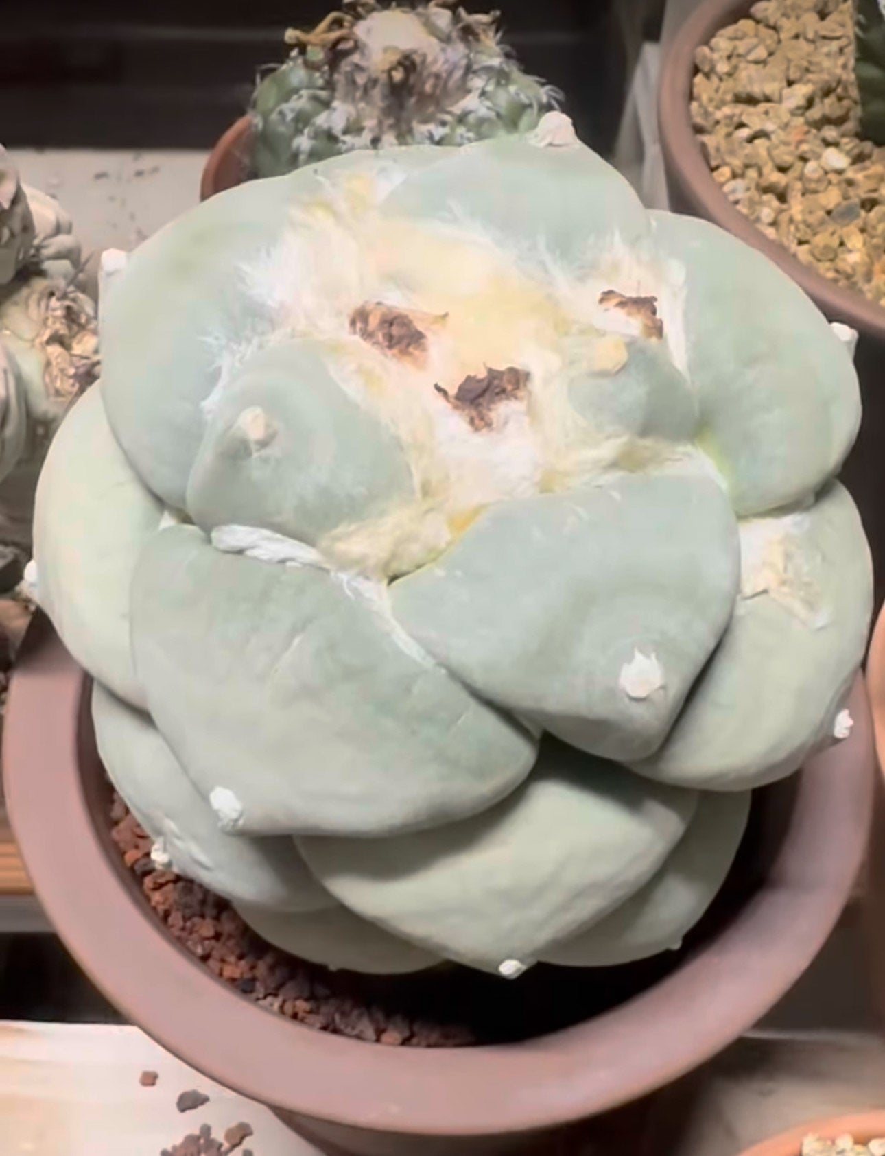 Ariocarpus
