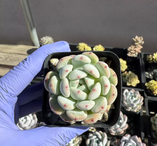 Echeveria Viyant